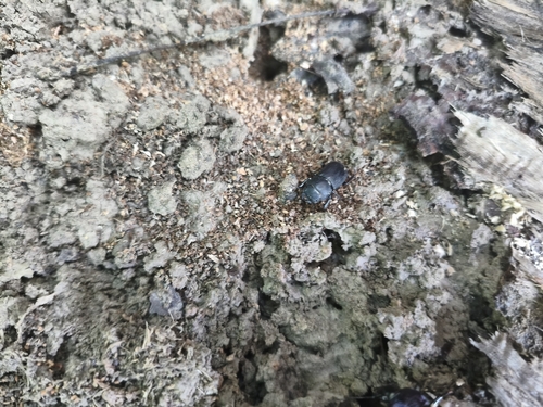 Lesser Stag Beetle