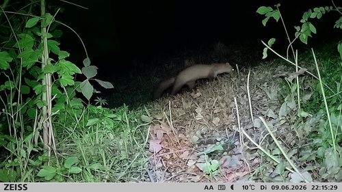 Stone Marten