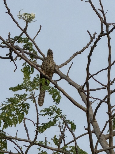 Asian Koel