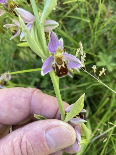 Bee Orchid