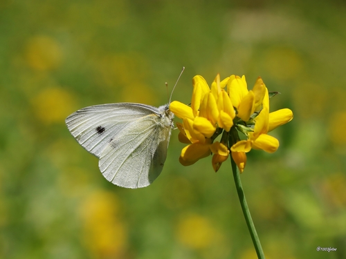 Large White