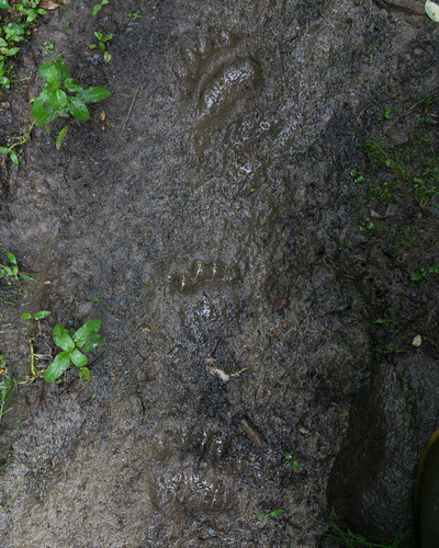 Eurasian Brown Bear
