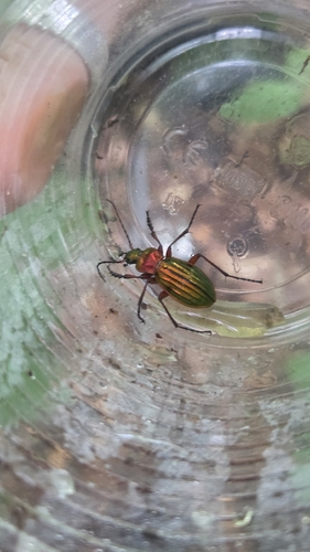 Carabus auronitens