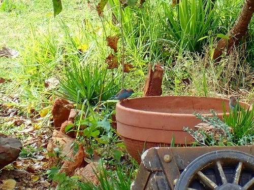 Southern Blue Waxbill