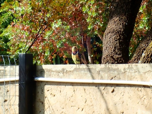 Crested Barbet
