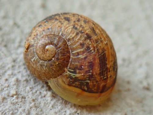Garden Snail