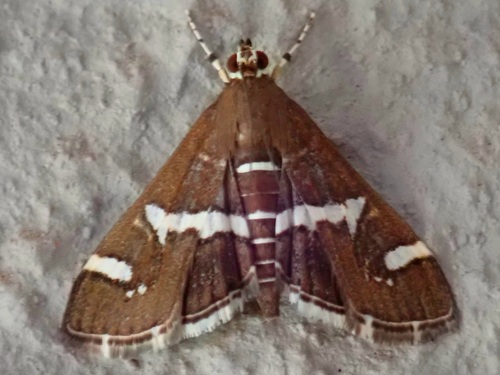 Hawaiian Beet Webworm Moth