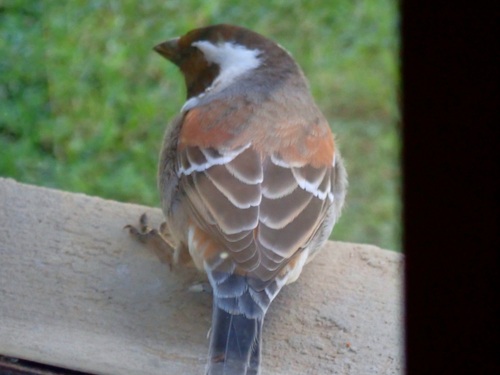 Cape Sparrow