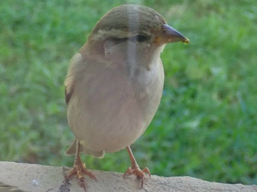 House Sparrow