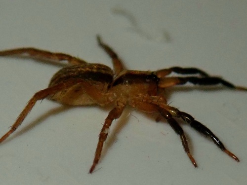 Allocosa lawrencei