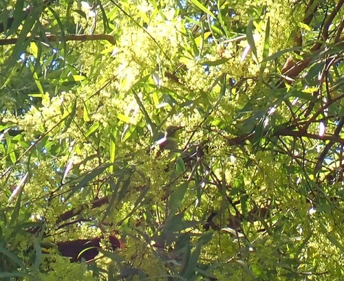 Cape White-eye