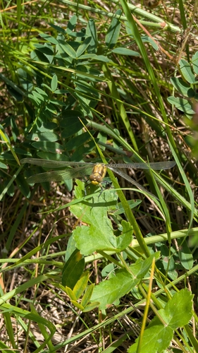 Black-tailed Skimmer