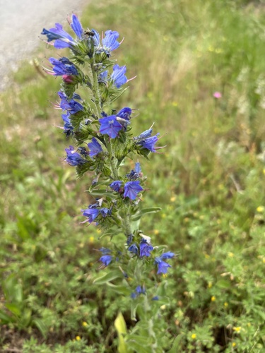 viper's-bugloss