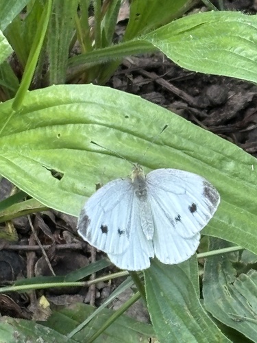 Green-veined White