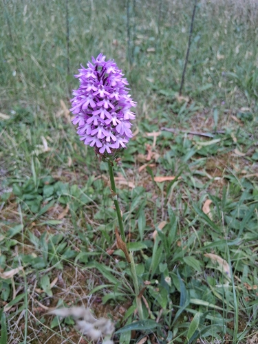 pyramidal orchid