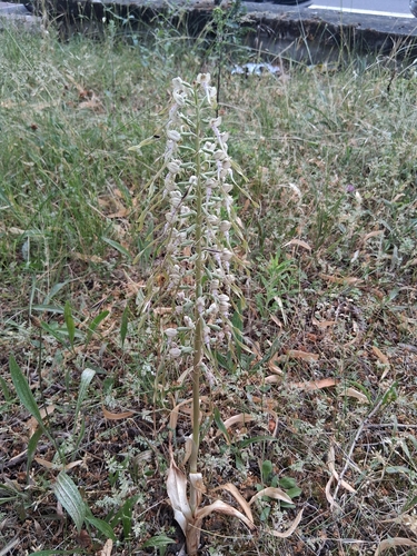 Lizard Orchid