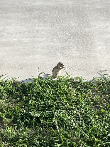 Spotted Ground Squirrel