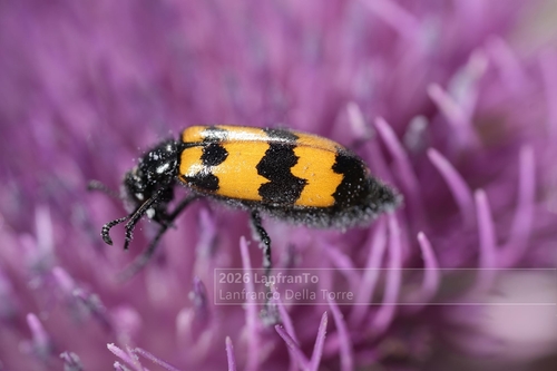 Mylabris variabilis