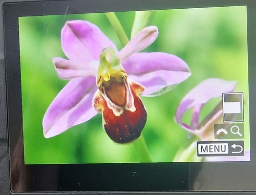 Bee Orchid