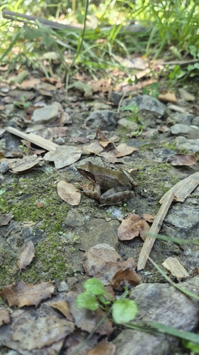 Greek frog