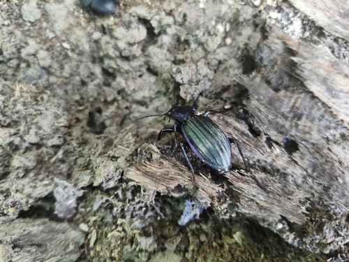 Carabus exaratus