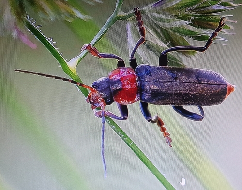 Dark Sailor Beetle
