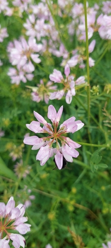 purple crownvetch