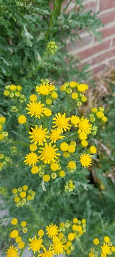 ragwort