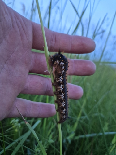 Drinker Moth