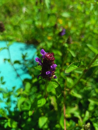 common selfheal