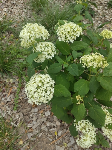 guelder-rose