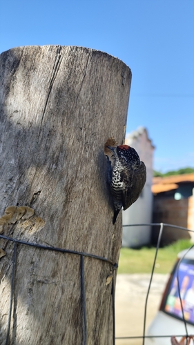 White-barred Piculet