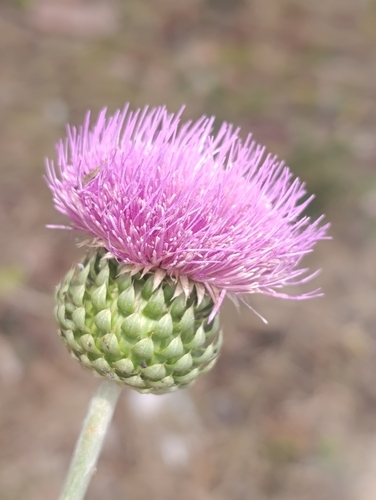 Carduus numidicus