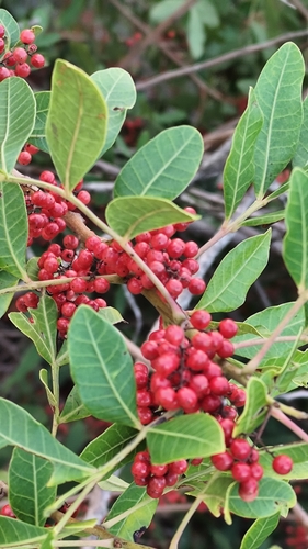Brazilian pepper