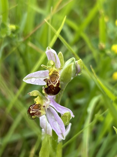 Bee Orchid