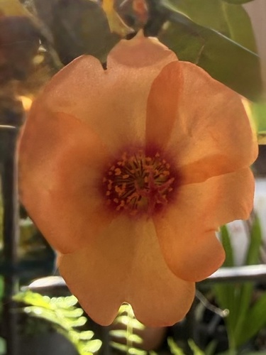 shrubby purslane