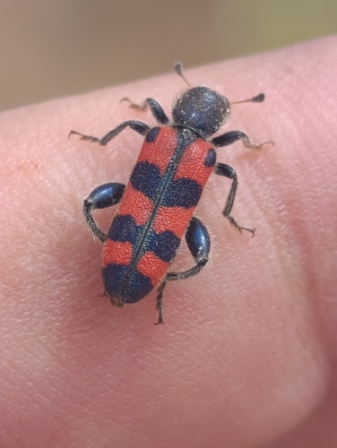 Trichodes leucopsideus