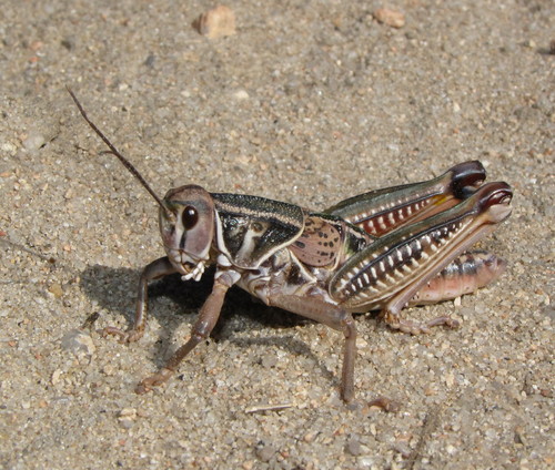 Plains Lubber Grasshopper