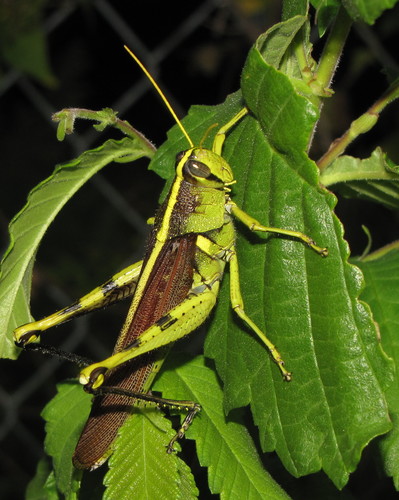 Obscure Bird Grasshopper