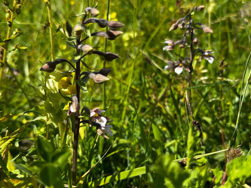 Marsh Helleborine