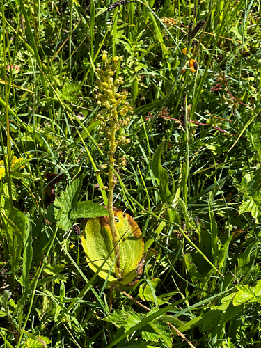 Common Twayblade