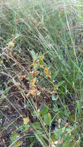 pretty dodder