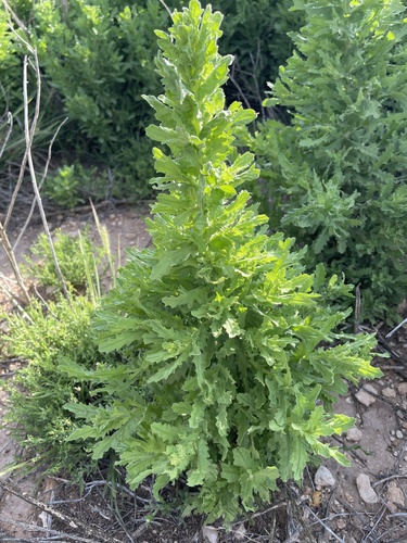 Coulter's horseweed