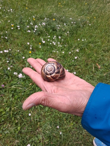 Turkish Snail