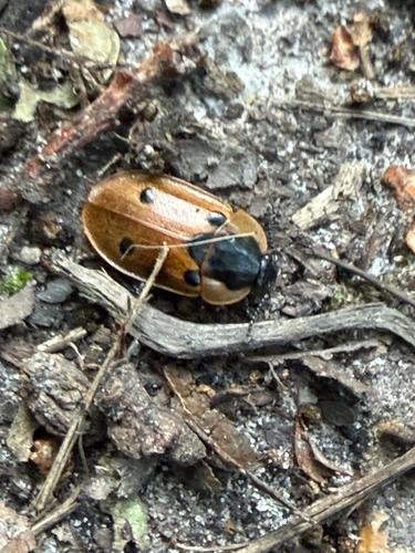 Four-spotted Carrion Beetle