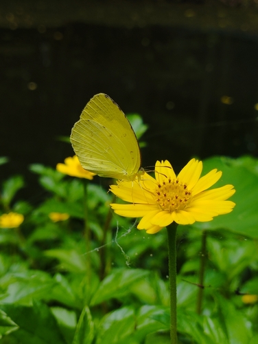 Common Grass Yellow