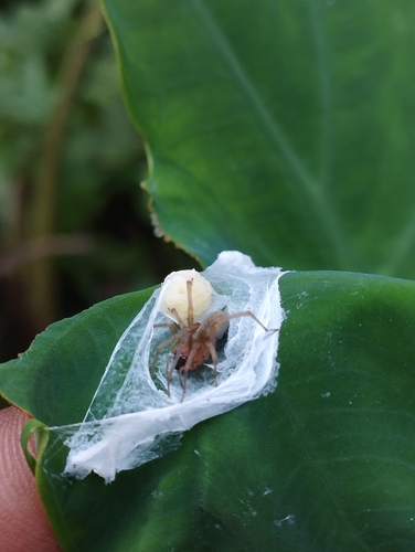 Agrarian Sac Spider