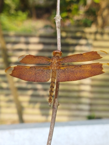 Russet Percher