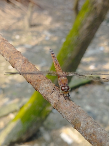 Oriental Blue Dasher