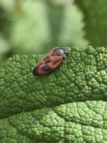 Haematoloma dorsatum